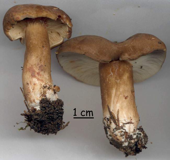 Lactarius picinus